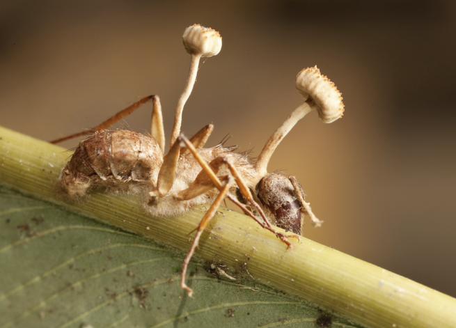 Ophiocordyceps Unilateralis – KSPRI